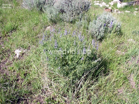 lupine, silky